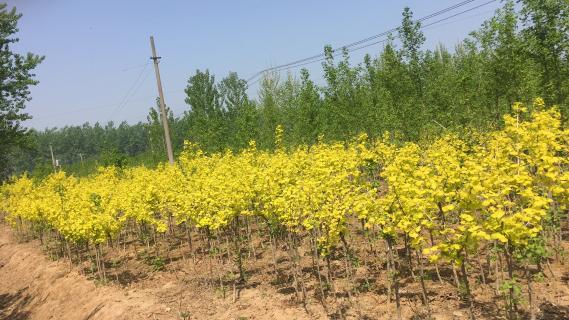 明光市市委书记被c7娱乐企业文化深深感动 | 深入沟通合作空间广阔
